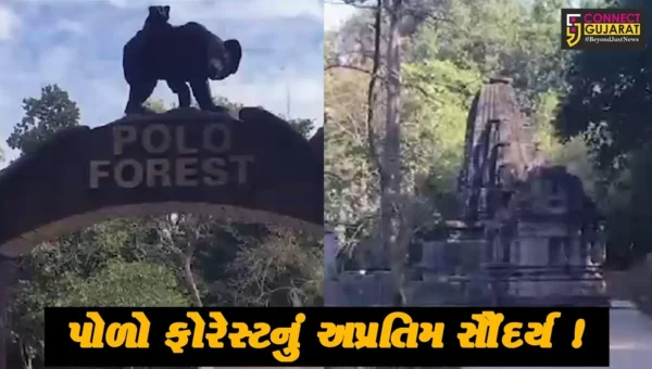 સાબરકાંઠા: પોળો ફોરેસ્ટ ચોમાસાની સિઝનમાં સોળે કળાએ ખીલી ઉઠ્યું, પ્રવાસીઓનો જોવા મળ્યો જમાવડો