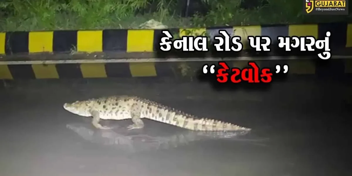 વડોદરા : હરણી-કેનાલ રોડ પરથી સાડા પાંચ ફૂટ લાંબા મગરનું જીવદયાપ્રેમીઓએ કર્યું રેસક્યું…