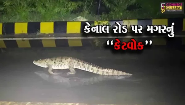 વડોદરા : હરણી-કેનાલ રોડ પરથી સાડા પાંચ ફૂટ લાંબા મગરનું જીવદયાપ્રેમીઓએ કર્યું રેસક્યું…