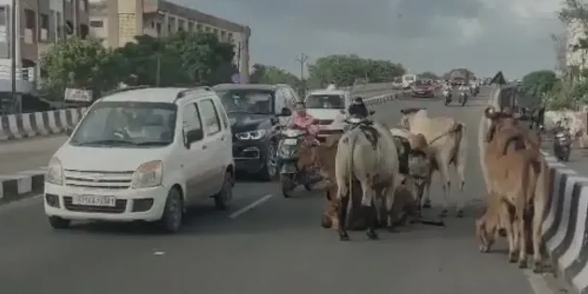 અંકલેશ્વર : ગડખોલ-સુરવાડી રેલ્વે ઓવરબ્રિજ પર રખડતાં ઢોરનો અડિંગો, વાહનચાલકોમાં અકસ્માતનો ભય..!