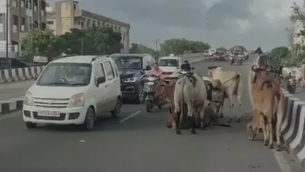 અંકલેશ્વર : ગડખોલ-સુરવાડી રેલ્વે ઓવરબ્રિજ પર રખડતાં ઢોરનો અડિંગો, વાહનચાલકોમાં અકસ્માતનો ભય..!