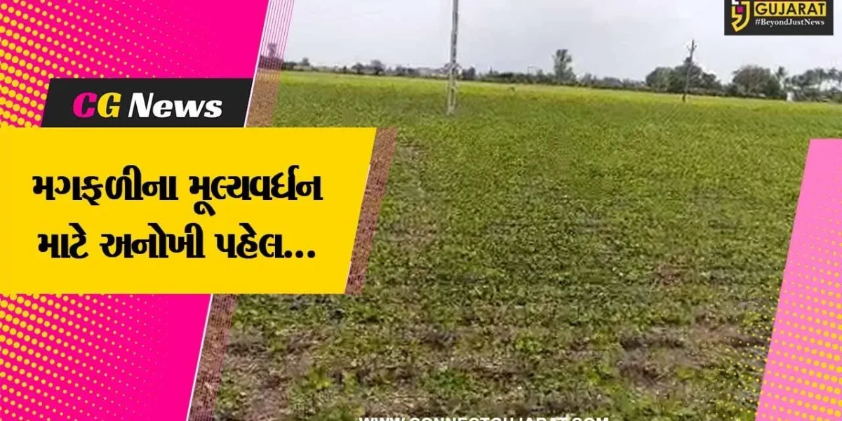 ભારત દેશના એકમાત્ર જુનાગઢનું મીઠાપુર ગામ મગફળી સંશોધન કેન્દ્ર તરીકે પ્રસ્થાપિત…