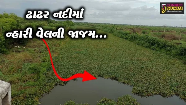 ભરૂચ : આમોદની ઢાઢર નદીમાં ન્હારી વેલની લીલીછમ જાજમ પથરાતા લોકોમાં ચિંતા, તાકીદે સફાઈ હાથ ધરવાની માંગ…