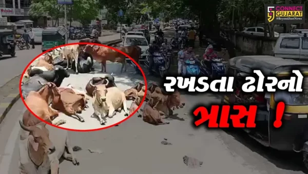 ભરૂચ: મુખ્યમાર્ગો પર રખડતા ઢોરનો અડિંગો, ન.પા.ક્યારે કરશે કાર્યવાહી ?