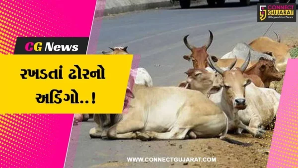 અંકલેશ્વર : અકસ્માત સહિત ટ્રાફિક જામના બનાવમાં વધારો, પાલિકા દ્વારા રખડતા ઢોર ડબ્બે પુરવાની ઝુંબેશનો પ્રારંભ…