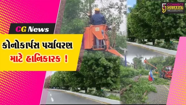 વડોદરા: મહાનગર પાલિકા દ્વારા કોનોકોર્પસ નામના હાનિકારક વૃક્ષોની કરવામાં આવી છટણી