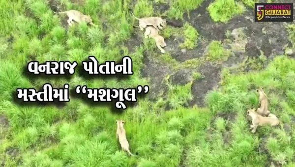 ભાવનગરની ભાગોળે ગીરના સિંહનું સામ્રાજ્ય, જુઓ ડાલામથ્થાના અદ્ભુત ડ્રોન વિડિયો…