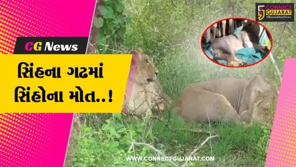 અમરેલી : છેલ્લા એક માસમાં 11 સિંહોના મોતથી વન વિભાગ સહિત સિંહ પ્રેમીઓમાં ભારે ચિંતા વ્યાપી…