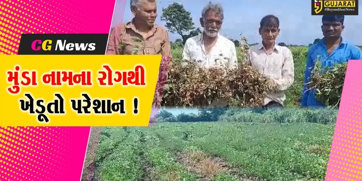 અમરેલી: મગફળીના પાકમાં મુંડા નામના રોગથી ખેડૂતો થયા પરેશાન,પાક નિષ્ફળ જવાની ભીતિ