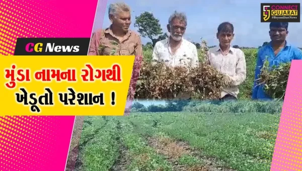 અમરેલી: મગફળીના પાકમાં મુંડા નામના રોગથી ખેડૂતો થયા પરેશાન,પાક નિષ્ફળ જવાની ભીતિ