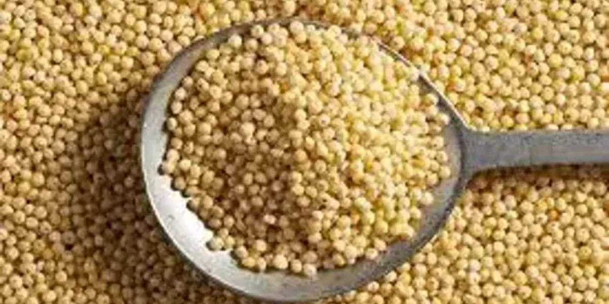 આ મિલેટના છે અનેકગણા ફાયદાઓ, આ નાના દેખાતા દાણા કેન્સર સહિત હાર્ટની બીમારીઓથી રાખશે તમને દૂર…..