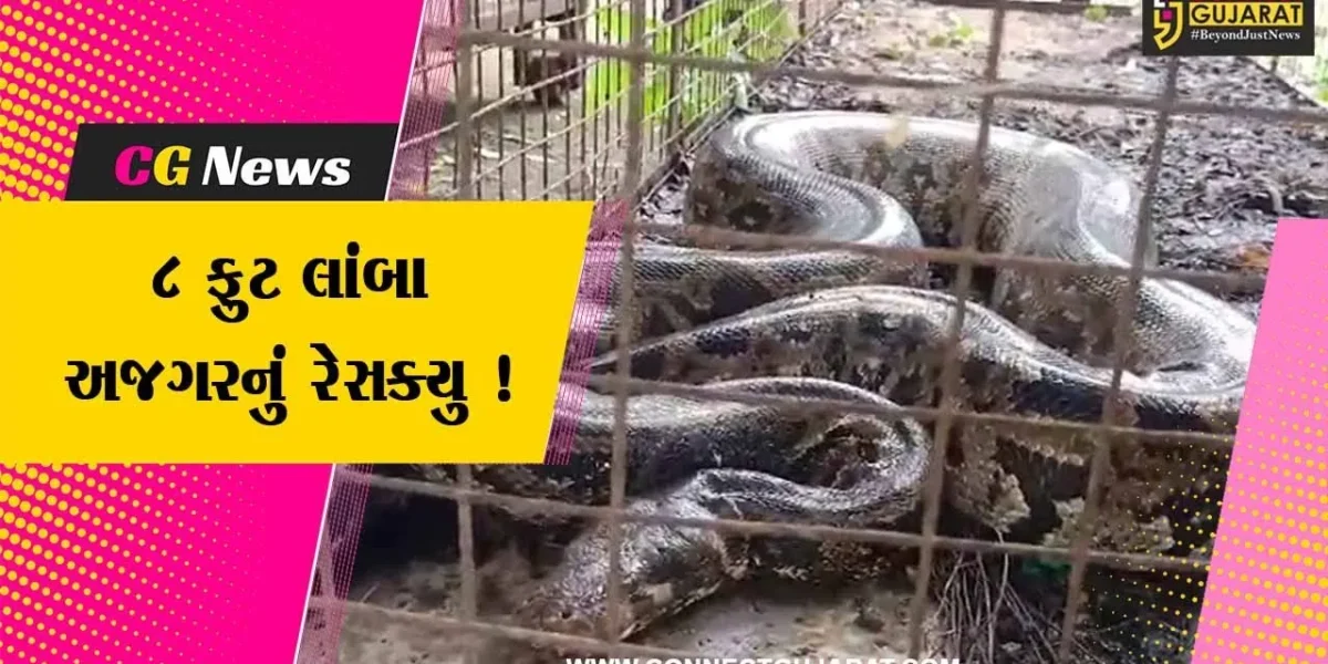 ભરૂચ: ઝઘડિયાના ખાલક ગામની સીમમાંથી 8 ફુટ લાંબા અજગરનું વન વિભાગની ટીમે સફળ રેસ્ક્યુ ઓપરેશન કર્યું