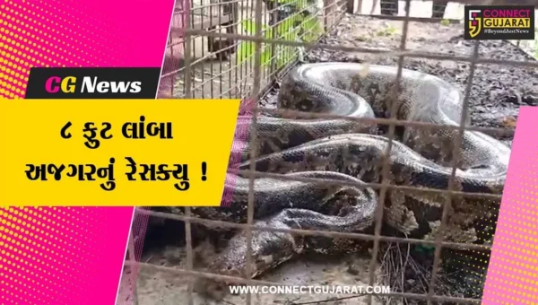 ભરૂચ: ઝઘડિયાના ખાલક ગામની સીમમાંથી 8 ફુટ લાંબા અજગરનું વન વિભાગની ટીમે સફળ રેસ્ક્યુ ઓપરેશન કર્યું