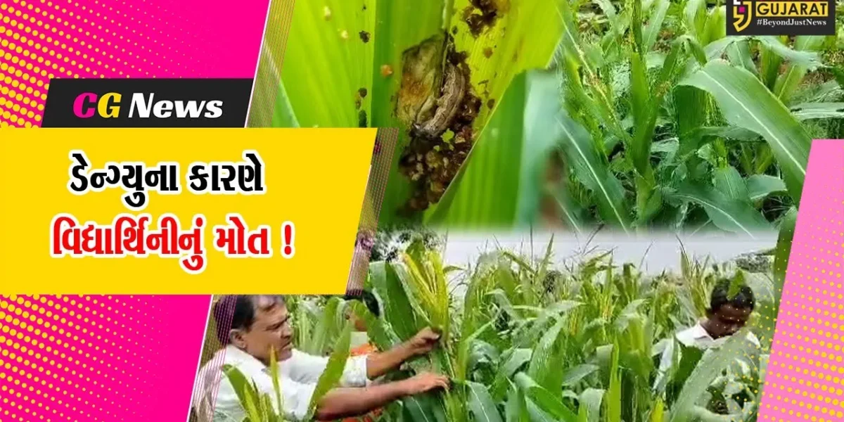 અરવલ્લી : વરસાદ પાછો ખેંચાતા પાકમાં જીવાતોનો ઉપદ્રવ, ખેડૂતોએ કરેલ વાવેતરને નિષ્ફળ જવાની ભીતિ..!