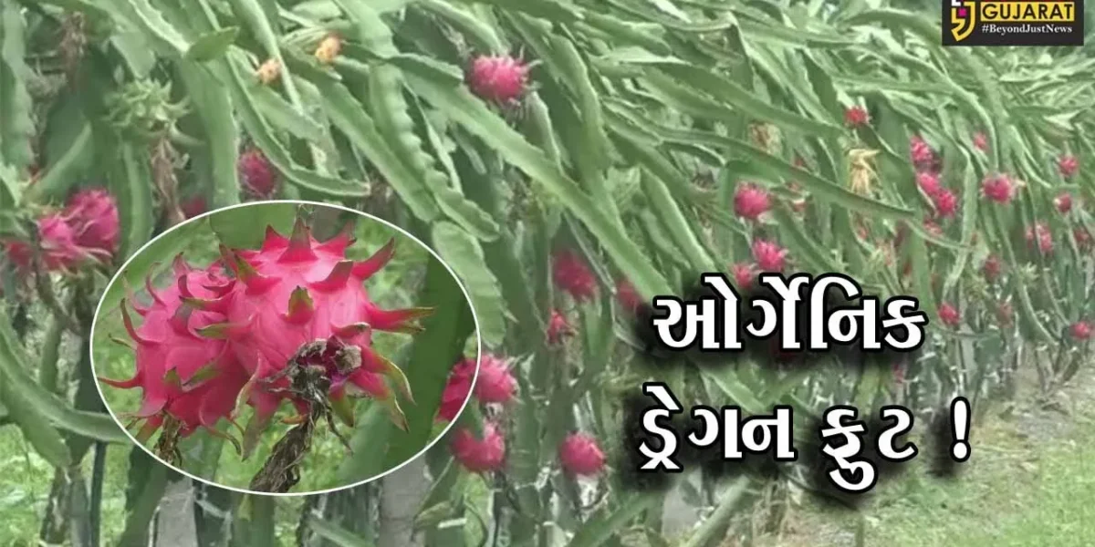 સુરેન્દ્રનગર: ધ્રાંગધ્રાના ખેડૂતે ઓર્ગેનિક ડ્રેગન ફ્રુટનું કર્યું વાવેતર, મેળવ્યુ મબલખ ઉત્પાદન