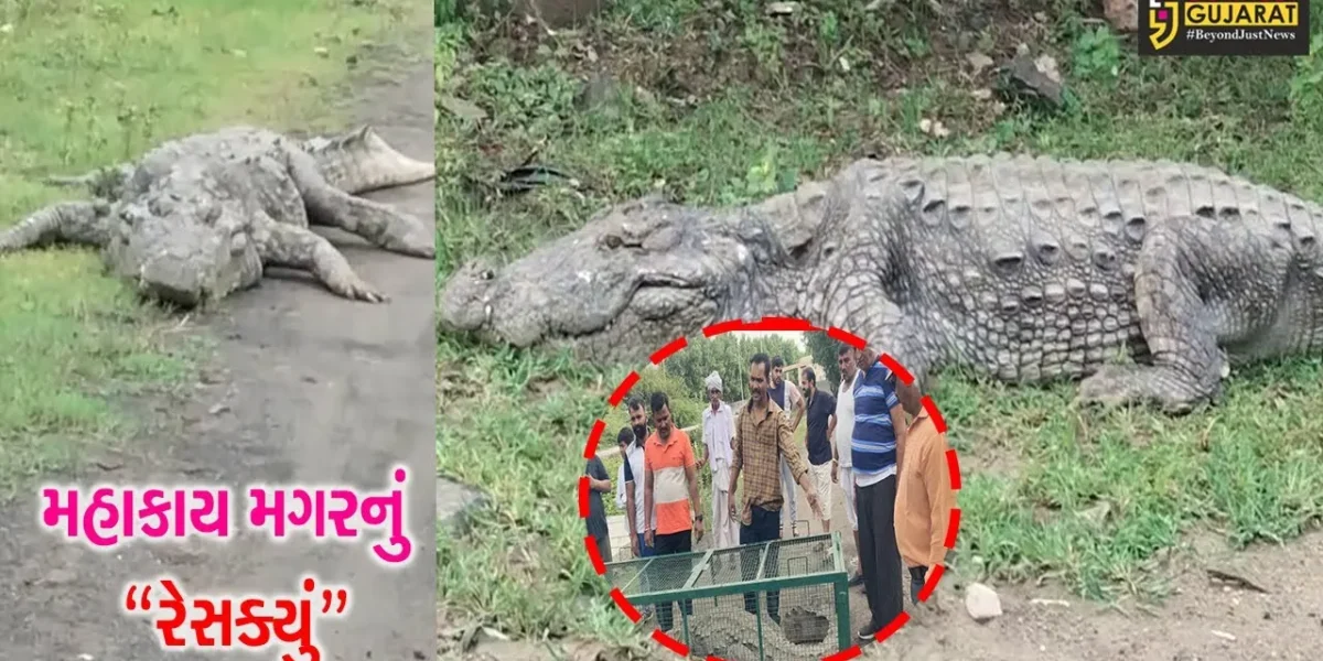 વડોદરા : ન્યુ VIP રોડ પરથી 12 ફૂટ લાંબા મગરનું રેસક્યું કરાયું, વન વિભાગે સલામત સ્થળે મુક્ત કર્યો…