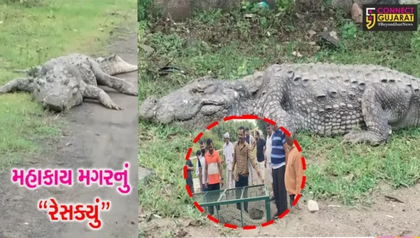 વડોદરા : ન્યુ VIP રોડ પરથી 12 ફૂટ લાંબા મગરનું રેસક્યું કરાયું, વન વિભાગે સલામત સ્થળે મુક્ત કર્યો…