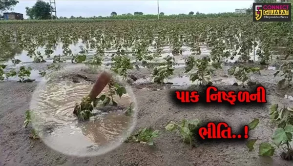 જુનાગઢ : વંથલીના ટીનમસ ગામે ખેતરોમાં ફરી વળ્યું વરસાદી પાણી, કપાસના પાકને મોટું નુકશાન…
