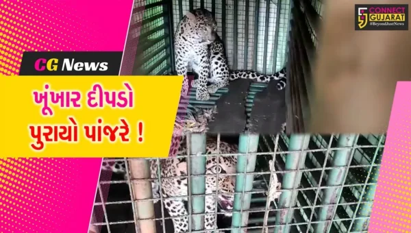 ભરૂચ: ઝઘડિયાના જુનાપરા ગામે પાંજરૂ મૂક્યાના ગણતરીના કલાકમાં જ દીપડો પાંજરે પુરાયો,જુઓ વિડીયો