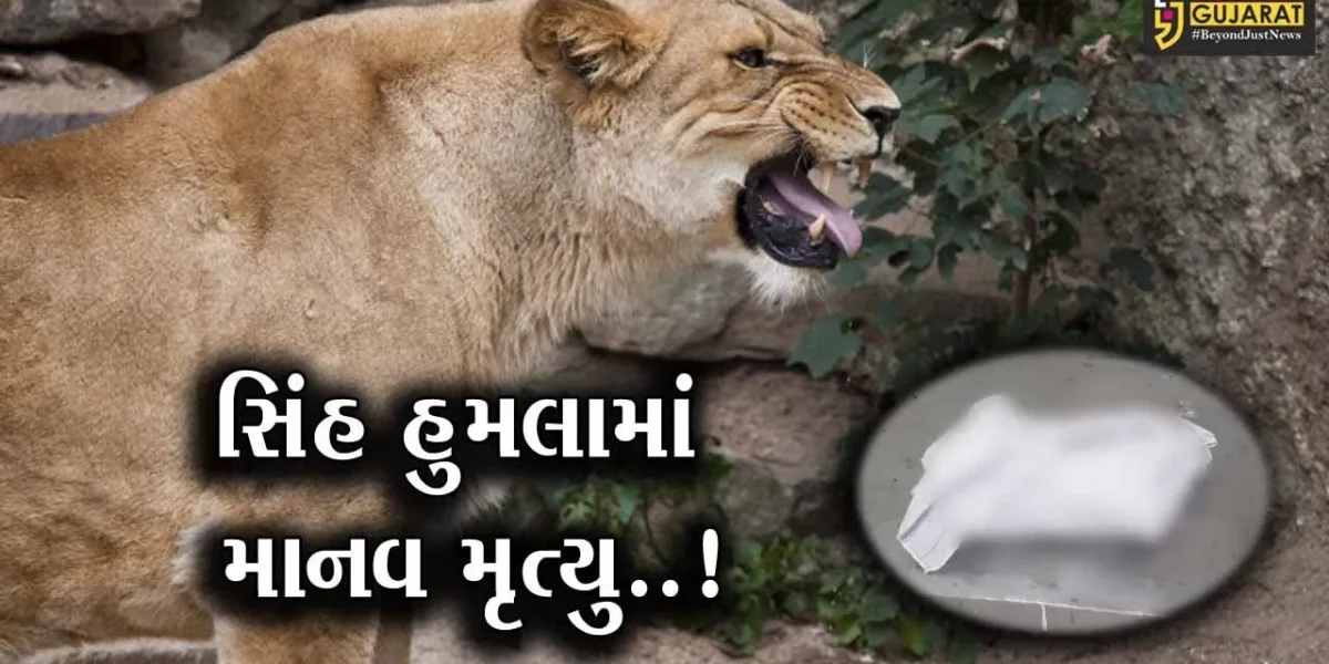 અમરેલી : હાલરિયામાં બાળકી ઉપર હુમલાની ઘટના બાદ 24 કલાકમાં જ 2 સિંહણ પાંજરે કેદ થઈ…