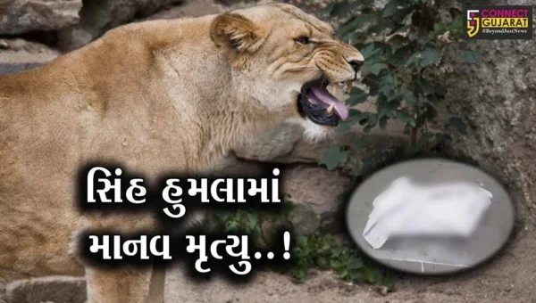 અમરેલી : હાલરિયામાં બાળકી ઉપર હુમલાની ઘટના બાદ 24 કલાકમાં જ 2 સિંહણ પાંજરે કેદ થઈ…