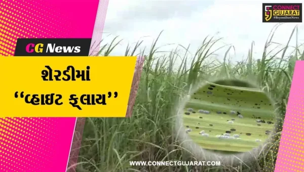 સુરત : વરસાદ પાછો ખેંચાતા શેરડીના પાકમાં વધ્યો સફેદ માખીનો ઉપદ્રવ, ધરતીપુત્રોને આર્થિક નુકશાની વેઠવાનો વારો…