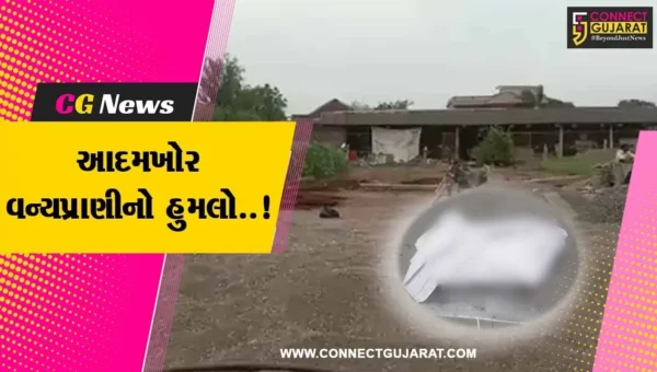 અમરેલી : હાલરીયા ગામે વન્યપ્રાણીએ 5 વર્ષીય બાળકીને ફાડી કાઢી, વન વિભાગ આવ્યું હરકતમાં…