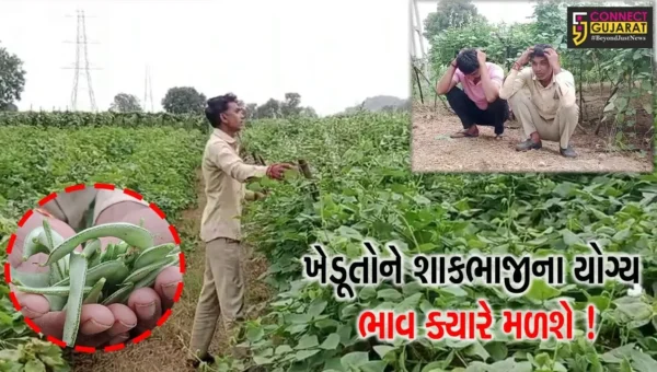 સાબરકાંઠા: વડાલી તાલુકામાં મોટા પ્રમાણમાં લીલા શાકભાજીનું વાવેતર,યોગ્ય ભાવ ન મળતા ખેડૂતોમાં નારાજગી