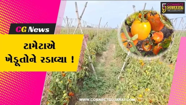 સાબરકાંઠા: ટામેટા પક્વતા ખેડૂતોએ રાતા પાણીએ રડવાનો વારો, માત્ર 2 રૂ.કિલો વેચાયા ટામેટા