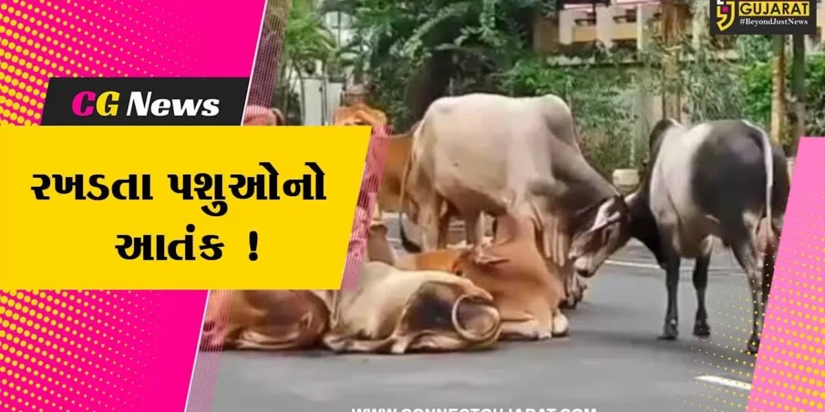અરવલ્લી: મોડાસામાં રખડતા પશુઓનો આતંક,તંત્રની કામગીરી સામે લોકોમાં રોષ