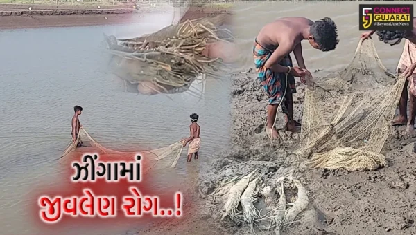 સુરત : ઓલપાડમાં ના પાકનું અસ્તિત્વ જોખમમાં, “વ્હાઈટ સ્પોટ સિંડ્રોમ” રોગ આવતા ખેડૂતોને મોટી નુકશાની…