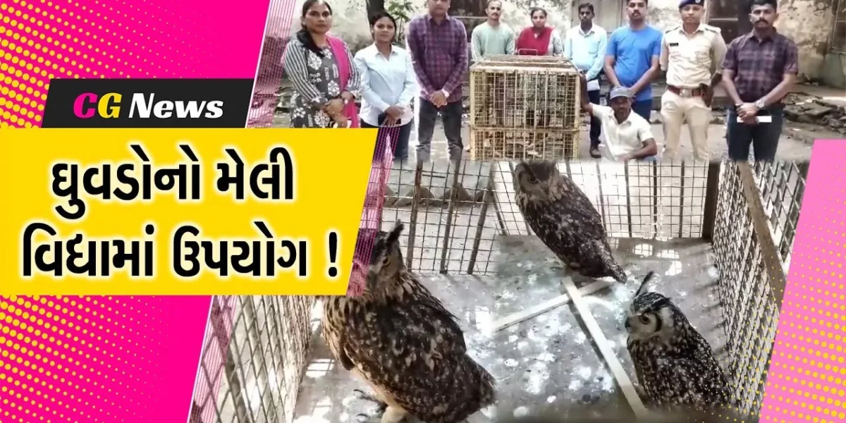 વલસાડ:મેલી વિદ્યામાં ઉપયોગ કરાતો હોવાની આશંકાના પગલે વનવિભાગે 2 ઘુવડોને મુક્ત કરાવાયા