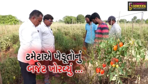 અરવલ્લી : ટામેટાં પકવતા ખેડૂતોને આવ્યો રાતા પાણીએ રોવાનો વારો, માત્ર 2 રૂપિયે કિલો વેચાયા ટામેટાં…