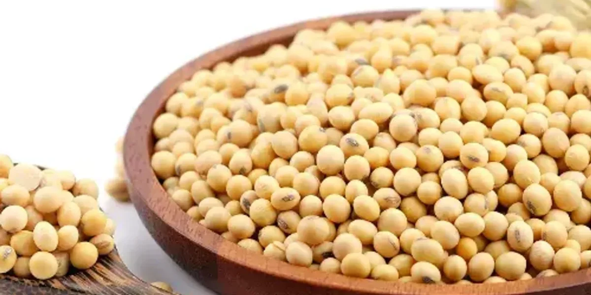 સોયાબીનના છે અઢળક ફાયદાઓ, જાણો દરરોજ કેટલી માત્રામાં સેવન કરવું જોઇએ…