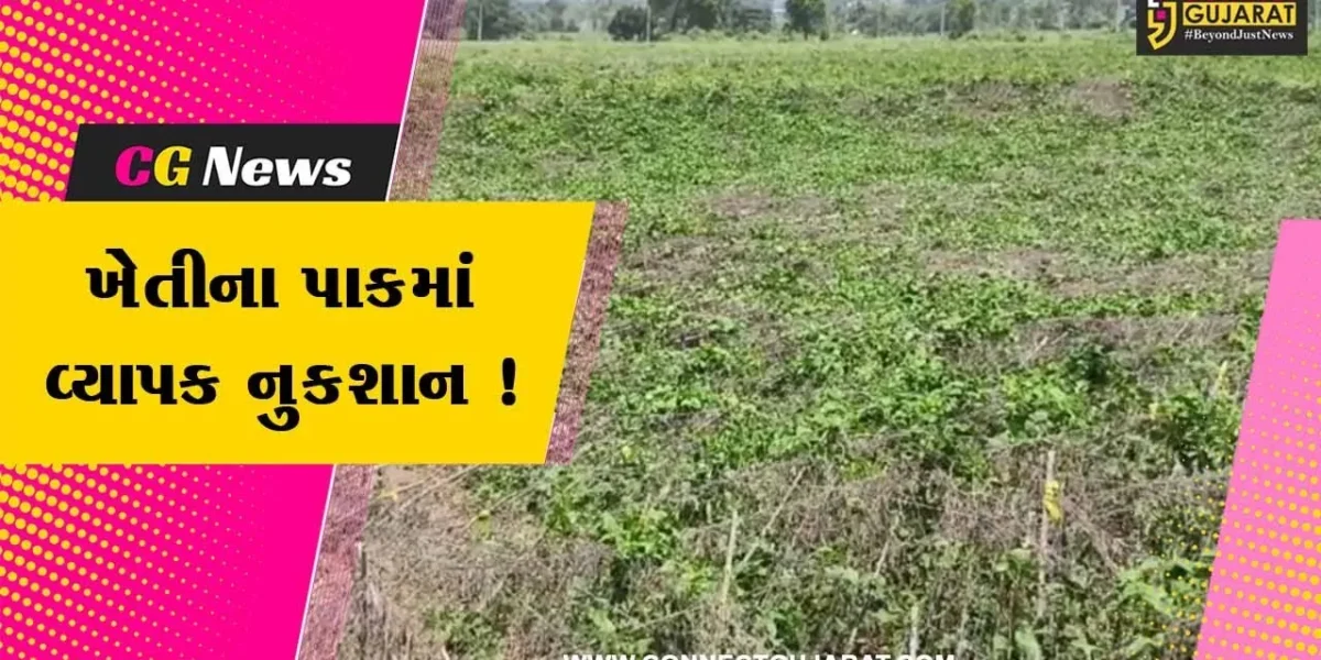 સાબરકાંઠા: વરસાદ અને વાવાઝોડાના કારણે વાલોળ, કારેલા અને ટામેટાના પાકમાં નુકસાન, ખેડૂતોએ કરી વળતરની માંગ