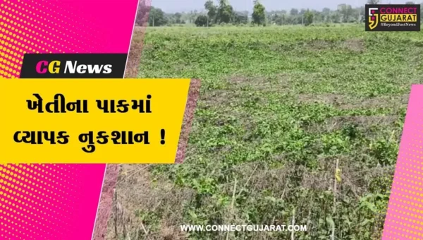 સાબરકાંઠા: વરસાદ અને વાવાઝોડાના કારણે વાલોળ, કારેલા અને ટામેટાના પાકમાં નુકસાન, ખેડૂતોએ કરી વળતરની માંગ