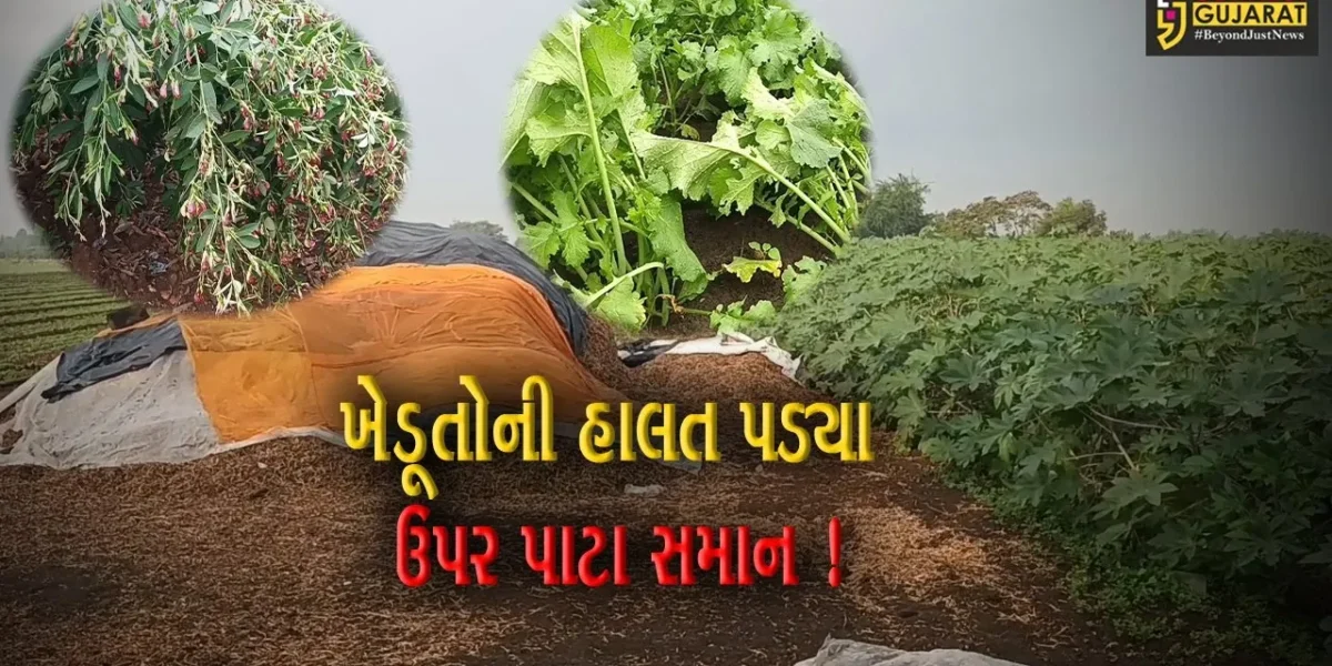 ગીરસોમનાથ: શિયાળામાં ચોમાસા જેવો કમોસમી વરસાદ વરસી જતા ખેડૂતોના પાકને ભારે નુકસાન