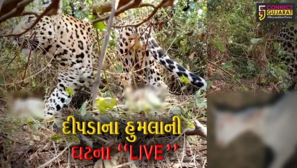 નવસારી : જલાલપોરના કરાડી ગામે દીપડાએ કર્યો બકરાઓ પર હુમલો, જુઓ “LIVE” દ્રશ્યો…