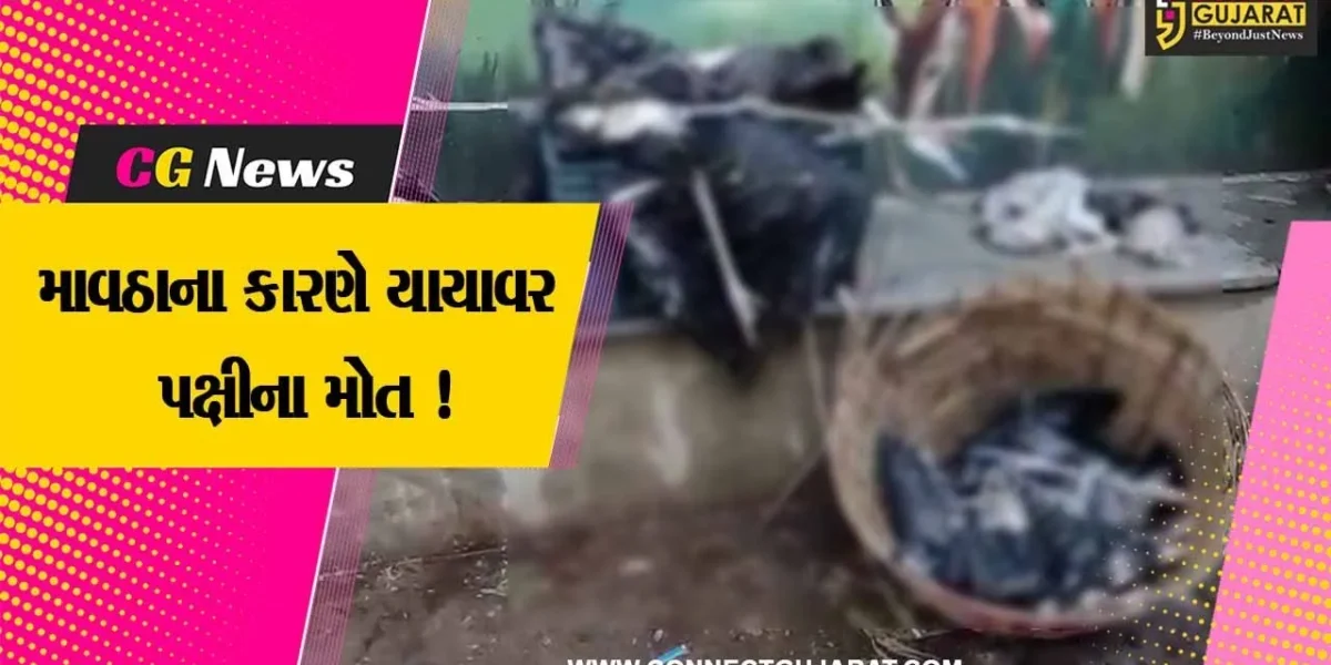 ભાવનગર: કમોસમી વરસાદના કારણે 50 જેટલા યાયાવર પક્ષીઓનાં મોત, વન વિભાગ દ્વારા કરવામાં આવી અંતિમ ક્રિયા