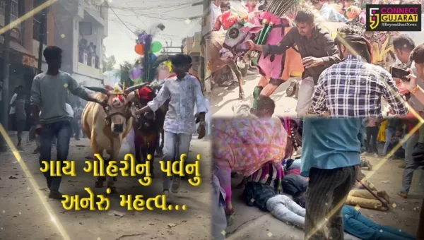 દાહોદ : ગાયોના ઝુંડ નીચે કચડાવાની અનોખી પરંપરા “ગાય ગોહરી”, શણગારેલા ગૌધનને જોવા ઉમટે છે ભીડ…