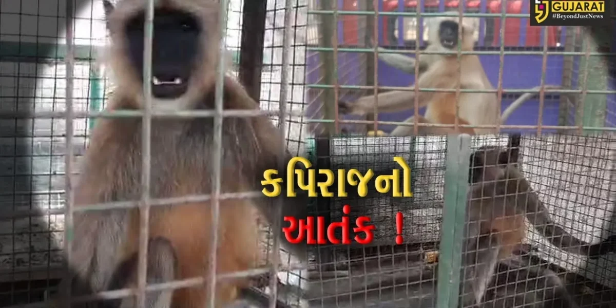 ભરૂચ: આમોદના આછોદમાં કપિરાજનો આતંક,વનવિભાગે કપિરાજને પાંજરે પુર્યો