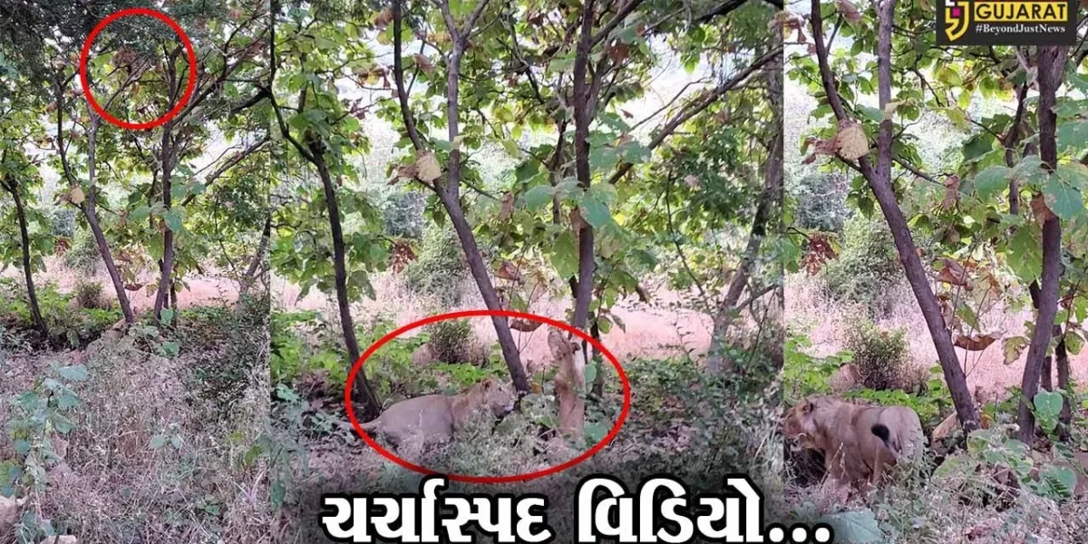 જુનાગઢ : સિંહે લડવા માટે ફેંકેલી ચેલેન્જ સ્વીકારવાને બદલે દીપડો ઊભી પૂંછડીએ ભાગ્યો, જુઓ વિડિયો…