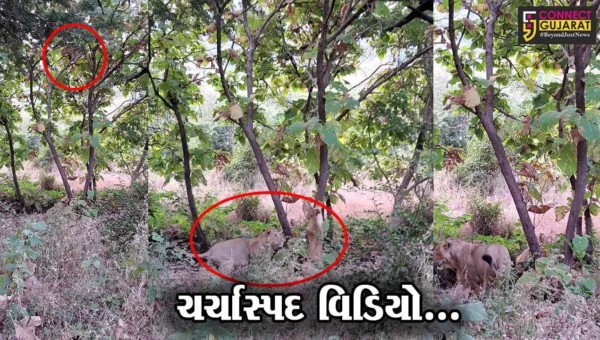 જુનાગઢ : સિંહે લડવા માટે ફેંકેલી ચેલેન્જ સ્વીકારવાને બદલે દીપડો ઊભી પૂંછડીએ ભાગ્યો, જુઓ વિડિયો…