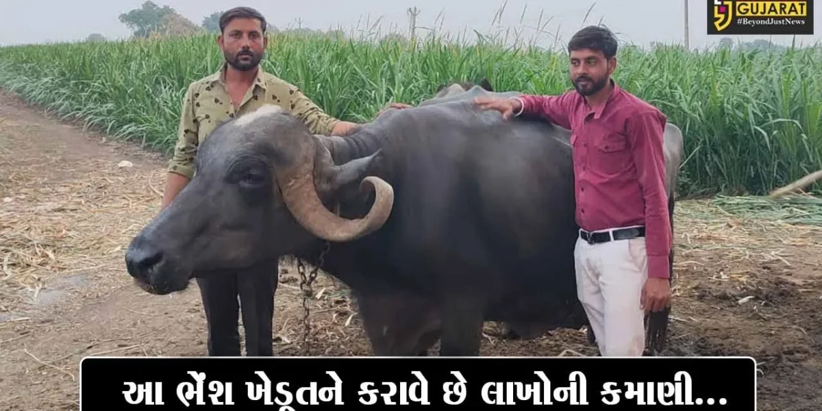 ગુજરાતની No. 1 ભેંશ… : એક દિવસમાં સૌથી વધુ દૂધ આપતી અમરેલીની ભગરી ભેંશ…