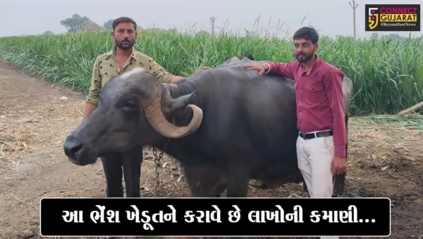 ગુજરાતની No. 1 ભેંશ… : એક દિવસમાં સૌથી વધુ દૂધ આપતી અમરેલીની ભગરી ભેંશ…