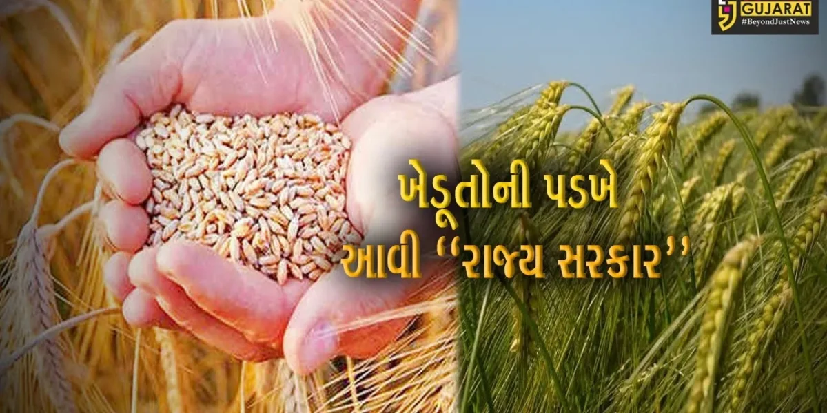 ગાંધીનગર : ગુજરાત રાજ્ય બીજ નિગમ દ્વારા 84 હજાર ક્વિન્ટલથી વધુ ઘઉં પાકના બિયારણનું વિતરણ કરાયું…