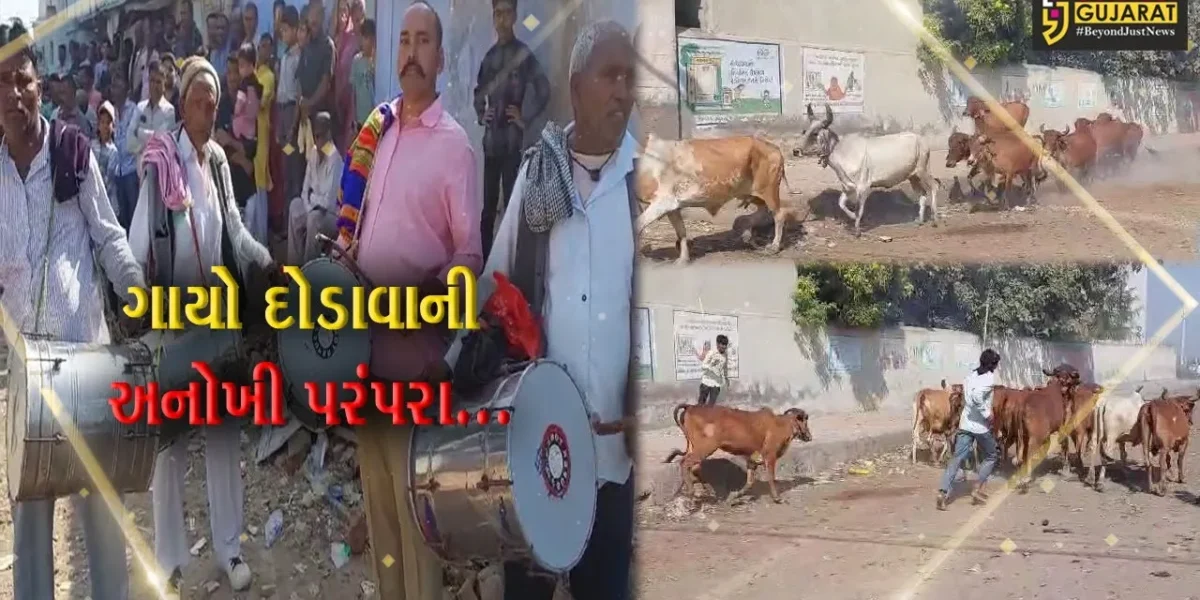 સુરેન્દ્રનગર : બેસતા વર્ષના દિવસે ગાયો દોડાવવાની અનોખી પરંપરા, બળોલ અને વડગામે કરાય ઉજવણી…