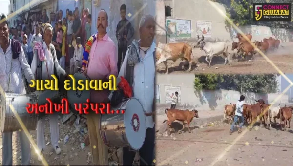 સુરેન્દ્રનગર : બેસતા વર્ષના દિવસે ગાયો દોડાવવાની અનોખી પરંપરા, બળોલ અને વડગામે કરાય ઉજવણી…