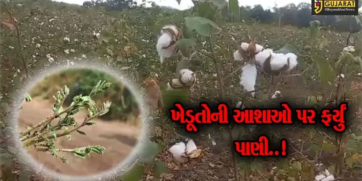 અમરેલી : માવઠાથી ખેતી-પાકોને મહદઅંશે નુકશાન, મોકલી આપ્યો છે સરકારમાં રિપોર્ટ : ખેતીવાડી અધિકારી