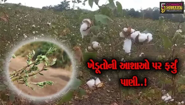 અમરેલી : માવઠાથી ખેતી-પાકોને મહદઅંશે નુકશાન, મોકલી આપ્યો છે સરકારમાં રિપોર્ટ : ખેતીવાડી અધિકારી